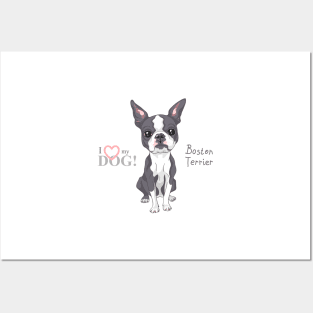 Boston Terrier Posters and Art